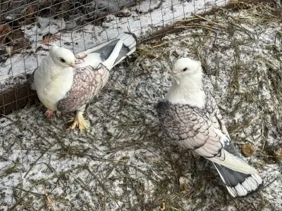 fancy pigeons, View more