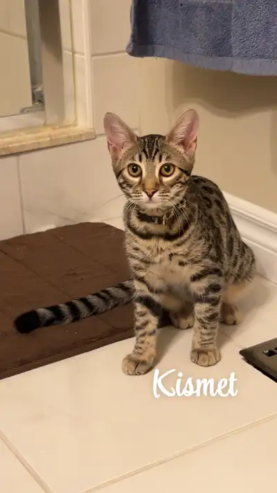Beautiful 1 yr old Female Bengal, View more