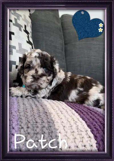 magnifiques chiots cockapoo ( caniche x cocker ), View more
