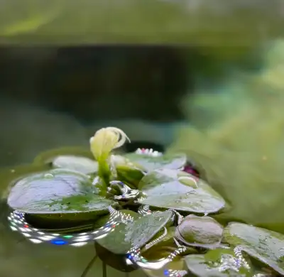 Amazon Frogbit (20+ Plants), View more