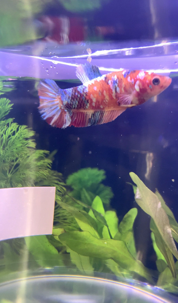 Koi Galaxy Betta $30 in Fish for Rehoming in Leamington