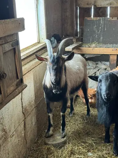 Billy goat, View more