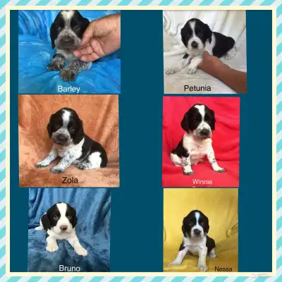 Gorgeous and Rare Roan English Springer Spaniel Puppies, View more