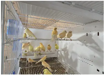Canaries for sale, unsexed , 2026 birds Price:$50 each Phone: 236-512-6060 No kijiji web messages!
