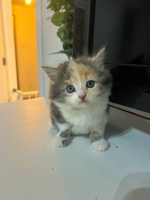 chatons persan X calico dans Chats et chatons à adopter  à Lanaudière