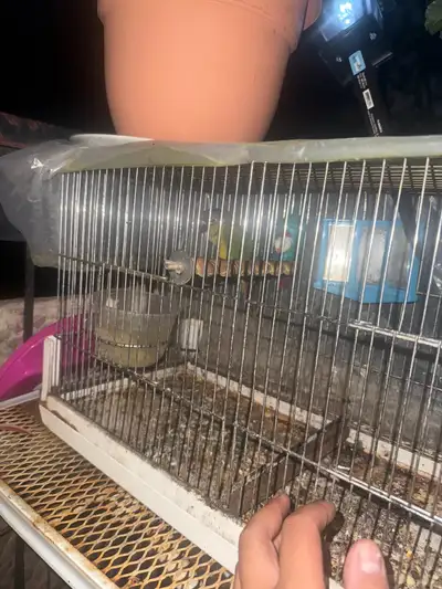 salut je vendre bébé, des oiseaux ❤️8 mois, View more