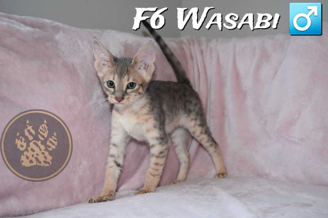 F2-F6-F8-F9 Savannah Kittens in Cats & Kittens for Rehoming in Markham / York Region - Image 4