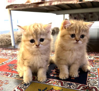 Two British shorthair kittens 
