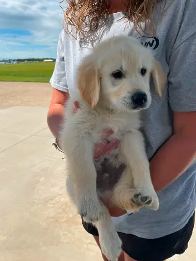 Male Purebred Golden Retriever Puppies.. Ready To Go!, View more