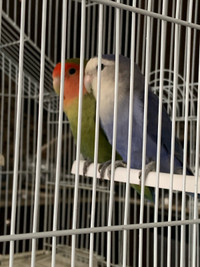  Lovebird pair for sale