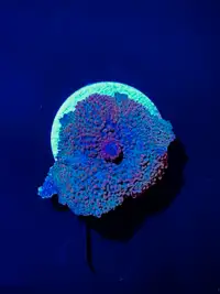 Superman Discosoma Mushroom Coral - Saltwater Aquarium