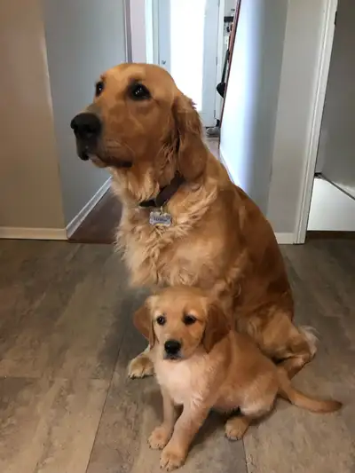 Golden Retriever Puppies - only three left!, View more