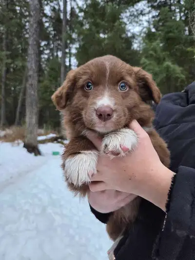 Border Collie  X  Mini Australian Shepherd, View more