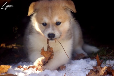 SEULEMENT 2 CHIOTS RESTANTS/ONLY TWO PUPPIES LEFT (SAMKITA INU), View more