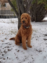 Red Goldendoodle