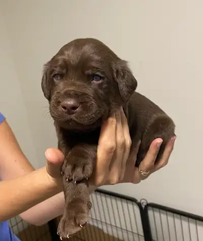 Nos petits amours cherchent leur future famille ! Nés le 18 mai, ces chiots Labrador sont élevés ave...