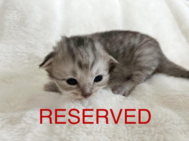 Purebred, Registered Siberian Kittens in Cats & Kittens for Rehoming in Strathcona County
