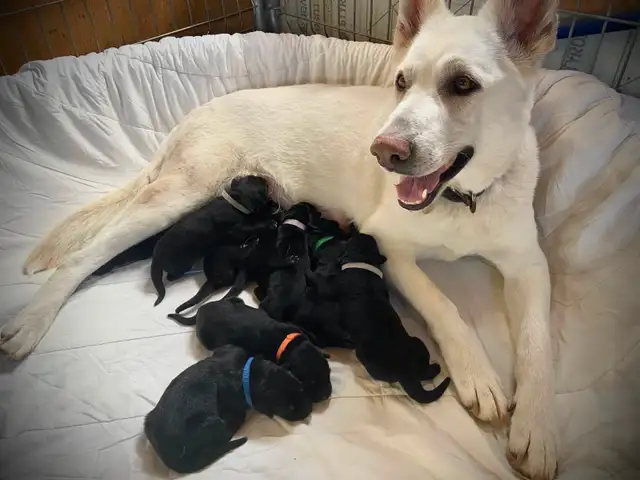 Chiots Berger Allemand (Noir et Blanc) in Dogs & Puppies for Rehoming in Gatineau - Image 2