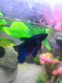 Healthy Male Betta (Ready to Breed) with Supplies