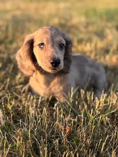 Mini Dachshund, View more
