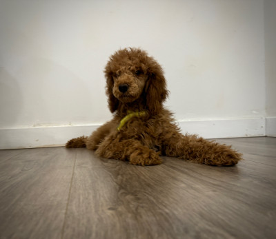 purebred standard poodle puppies