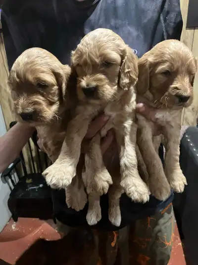 We have a small litter of 3 male Irishdoodle puppies looking for their forever homes (Red collar Sol...