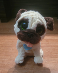Toy Pug Puppy