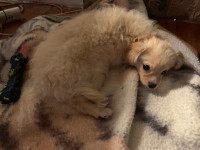 Pomeranian/Chihuahua Puppies