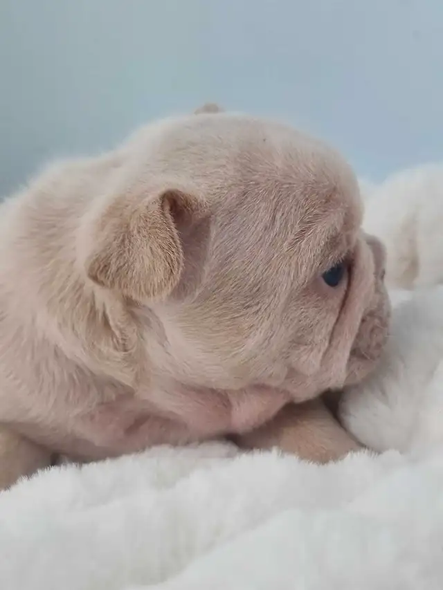 CKC Frenchie Puppies !!LAST FEMALE!! in Dogs & Puppies for Rehoming in St. Catharines - Image 9