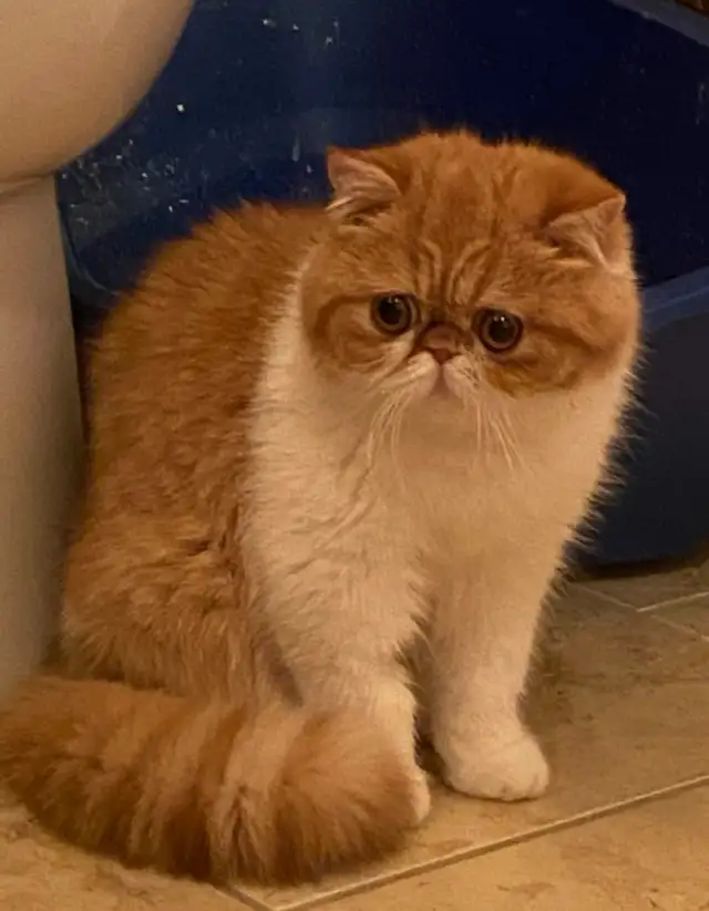Exotic Shorthair