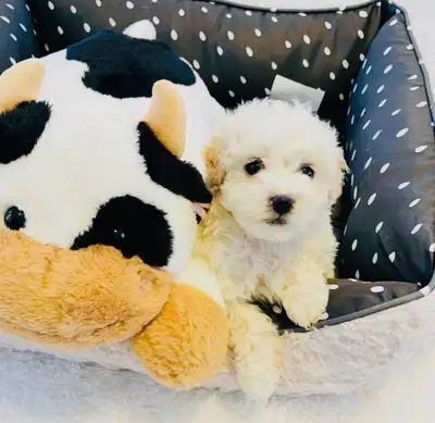 ❤️❤️Maltipoo One Boy Left❤️❤️, View more