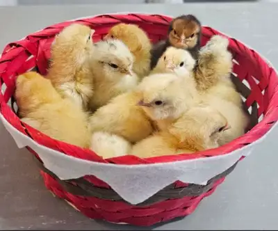 Orpington chicks, View more