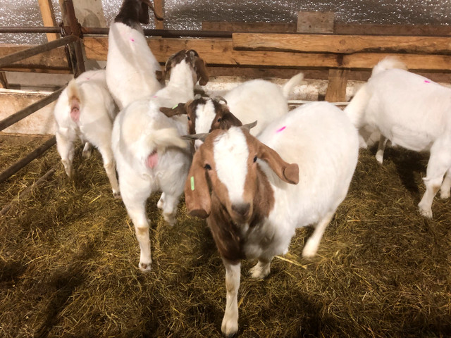 Chevrettes Boer dans Animaux de ferme  à Drummondville