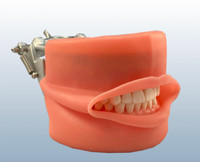 Nissin Dental Typodont Model