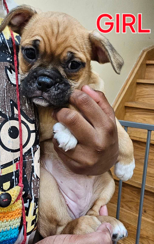 Mini English Bulldog/Boston Terrier Mixed Puppies 4 Sale in Dogs & Puppies for Rehoming in Mississauga / Peel Region