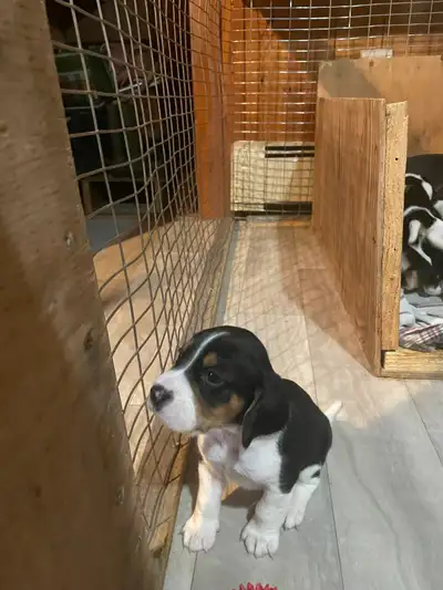 purebred beagles, View more