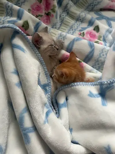UPDATE: Thank you for your interest. The kitten has been picked up and found a new home. Ad will be...