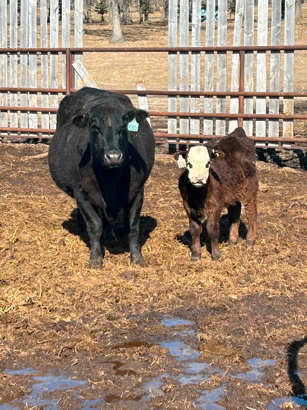 Cow calf pairs for sale in Livestock in Portage la Prairie - Image 2