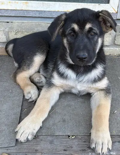 Pure bred German Shepherd Puppies- 1Male, 1Female-ready to go!, View more