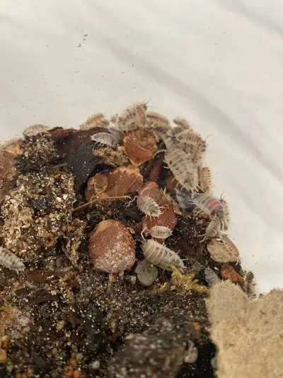 dairy cow isopods , View more