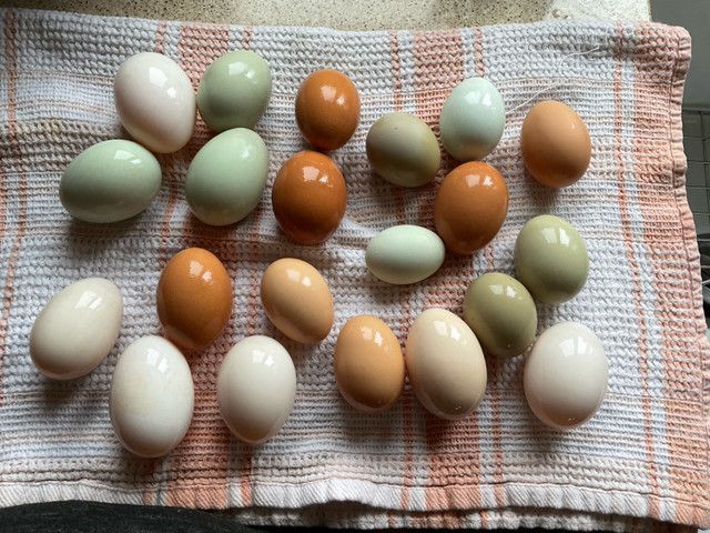 Fertilized chicken eggs. in Livestock in Kingston - Image 2