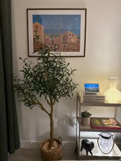 Urban Barn Olive Tree potted , View more