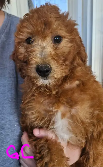 Mini Poodle Pups, View more