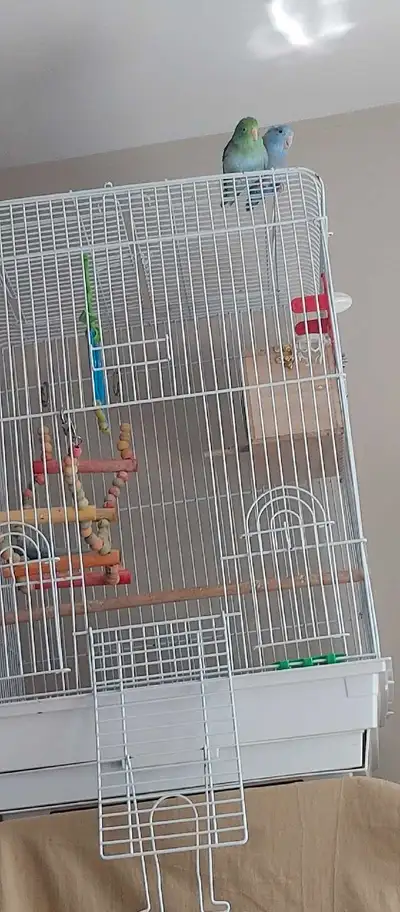 Bonded parrotlet pair less than 2 years old with cage and nesting boxes and belongings, Adoption fee...