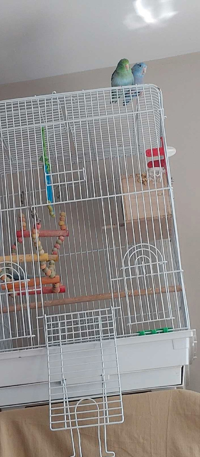 bonded parrotlet pair birds parrot parakeets pets for home adopt in Birds for Rehoming in Ottawa