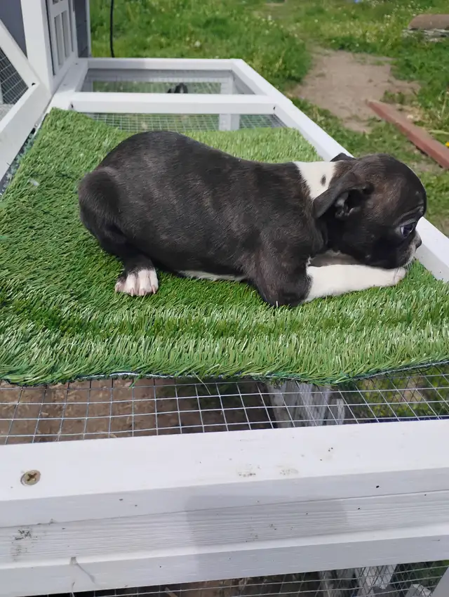 Purebred Boston Terriers in Dogs & Puppies for Rehoming in Edmonton - Image 11
