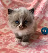 Adorable Pure Himalayan FEMALE Kittens- Ready NOW
