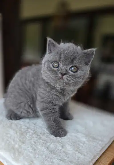 Notre adorable chatonne British Shorthair Blue, née le 3 avril, est élevée dans un environnement fam...