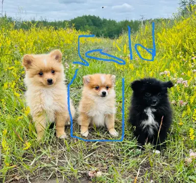 pomarian puppies for sale, View more