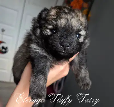 magnifique chiot pomeranien femelle!, View more